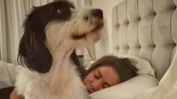Anitta pede ajuda para viajar com seu cachorro de avião