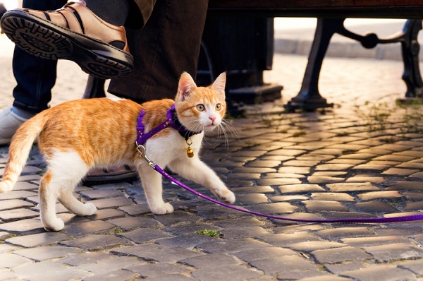 Coleira para gato: veja a importância do acessório