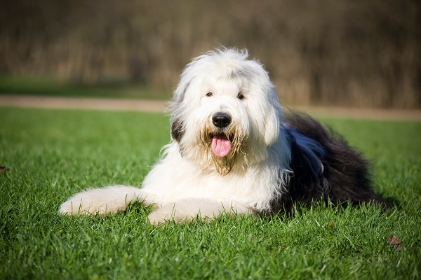 Curiosidades sobre o Sheepdog