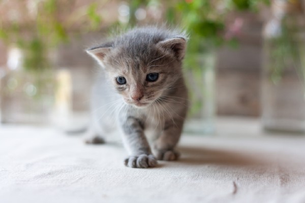 Dia Internacional do Gato – itens para cada fase da vida