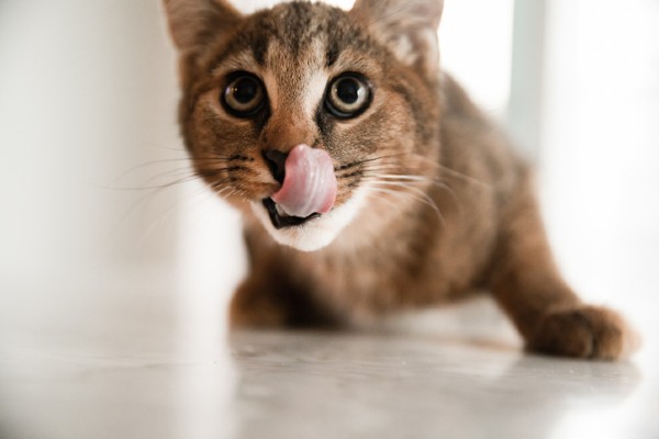 Como descobrir qual é a melhor ração para gatos castrados?