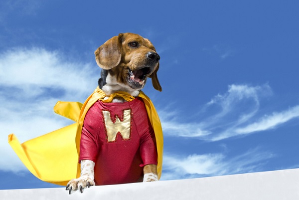 Nomes de super heróis para cachorros
