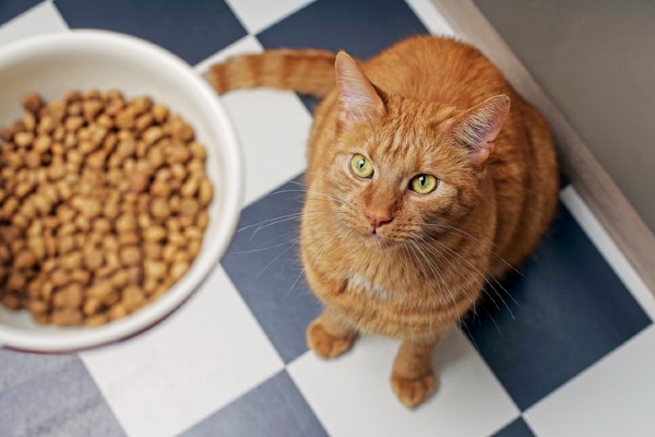 Podcast Petlove – Alimentação de gatos com Hill’s