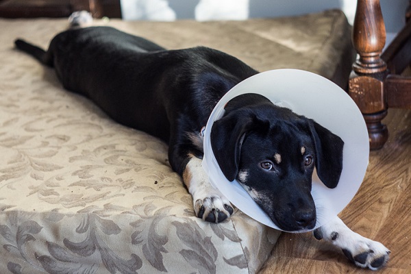 Por que devo castrar meu cachorro?