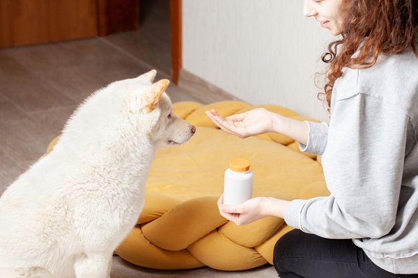 Por que devo vermifugar meu pet? Veja!