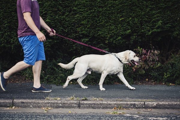 Precisa passear com cachorro todos os dias?