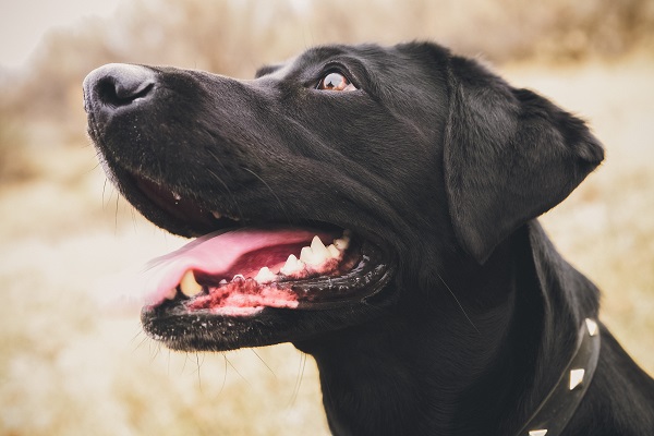 Quantos dentes tem um cachorro adulto?