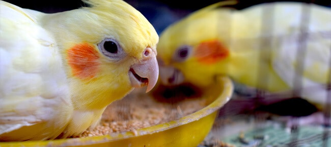 Quiz – Você sabe como alimentar uma calopsita corretamente?