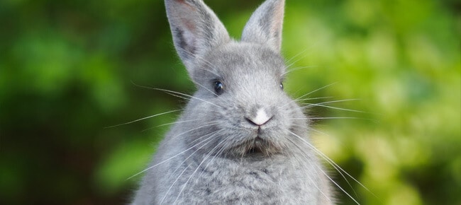 Quiz – Você sabe o que seu coelho pode comer?