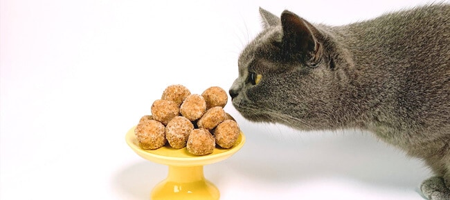 Quiz – Você sabe o que seu gato pode comer?