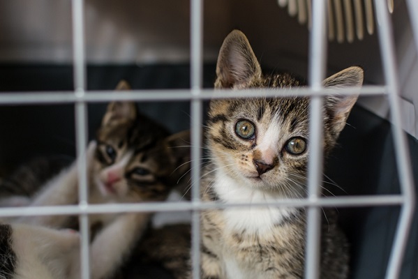 filhotes de gatos para adoção