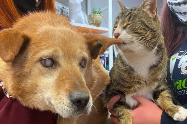 Cachorro cego e seu gato-guia são adotados juntos