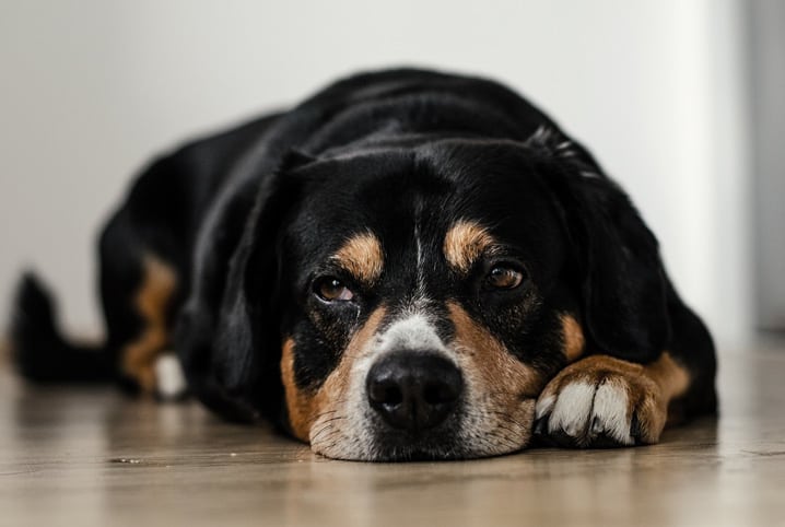 Cachorro doente: saiba quais são os principais sinais de problemas