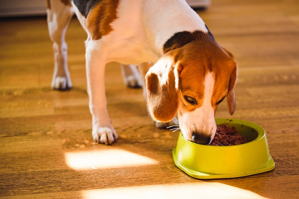 Confira lista com nome de cachorro de rico para dar ao novo pet!