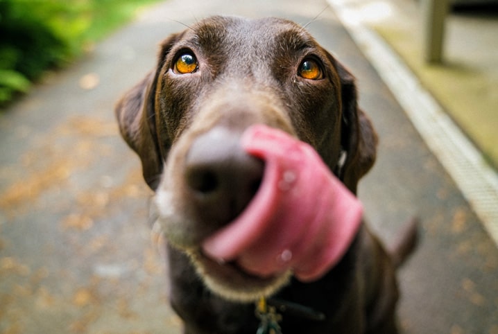 Cachorro pode comer salgadinho? Conheça os alimentos tóxicos