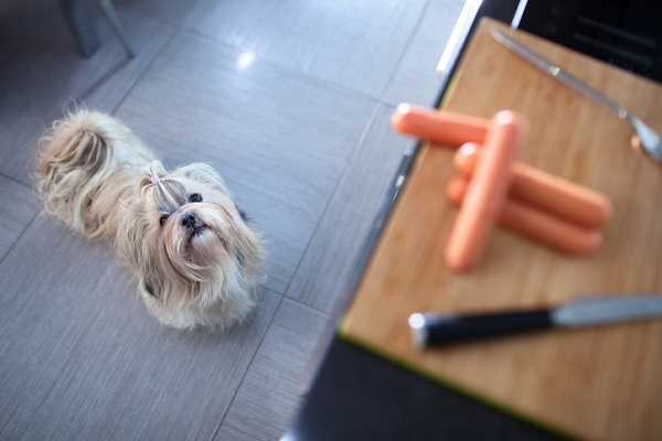 Cachorro pode comer salsicha? Veja aqui!