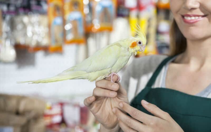 Como brincar com a calopsita em casa?