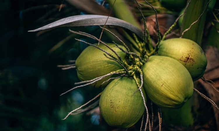 Conheça quais são os tipos de coqueiros de jardim