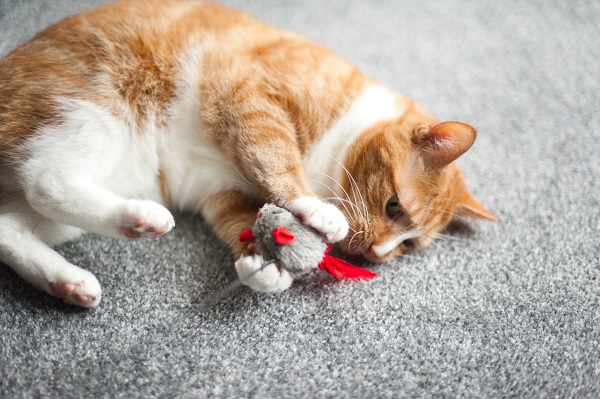 Gatinhos brincando: veja fotos!