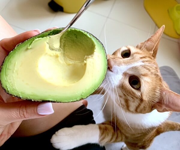 Você sabe se gato pode comer abacate?