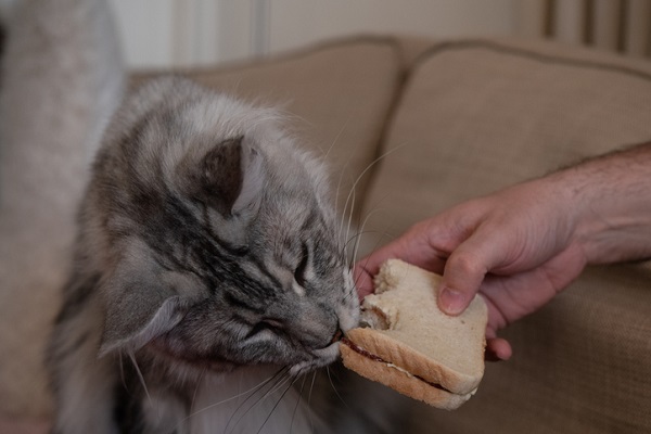 Gato pode comer pão? Veja aqui!