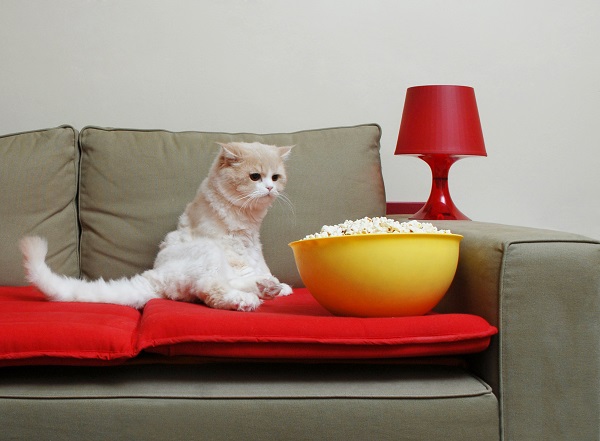 Gato pode comer pipoca?