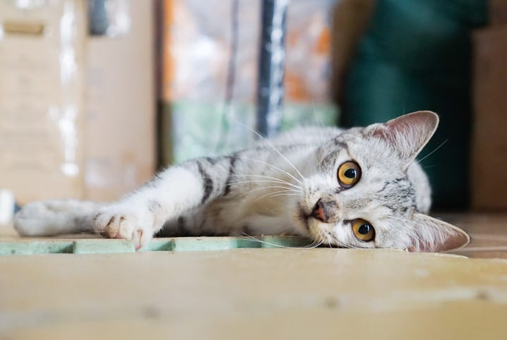 Homeopatia para gatos: saiba tudo sobre a medicina complementar!