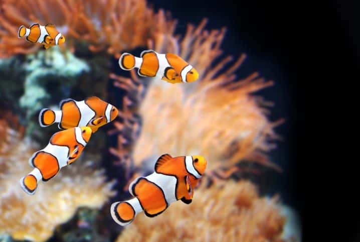 Os principais tipos de peixes para criar no aquário