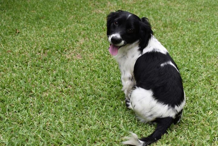 Passo a passo: como ensinar cachorro a sentar