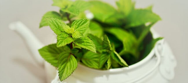 Quiz – Para que serve essa planta medicinal?