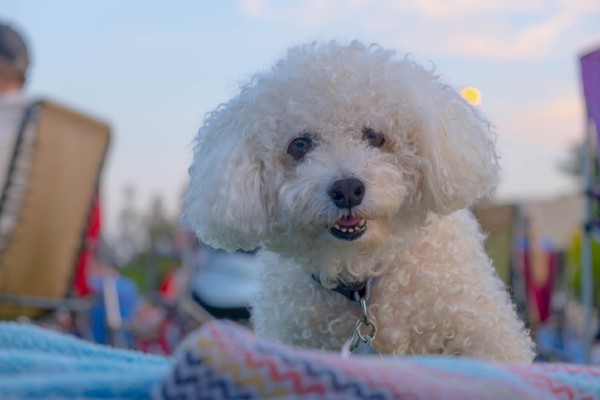 Sete fatos Bichon Frisé