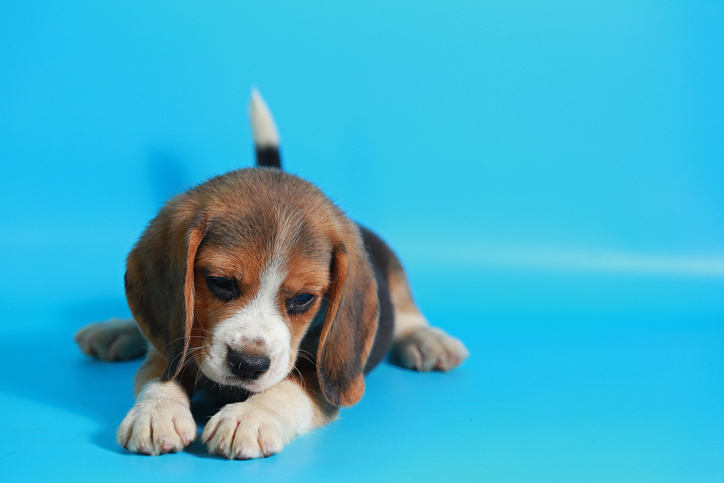 Cachorro beagle filhote: fotos!