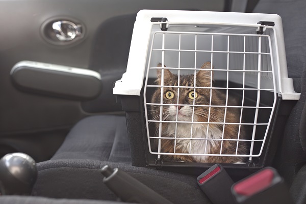 Caixa de transporte para gatos