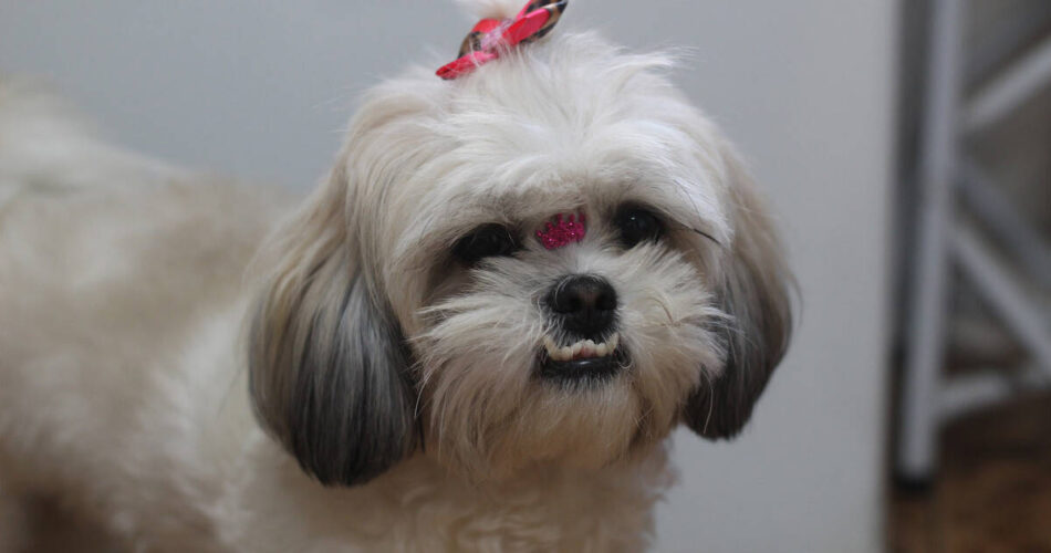 Confira 10 tipos de tosa para Shih-tzu