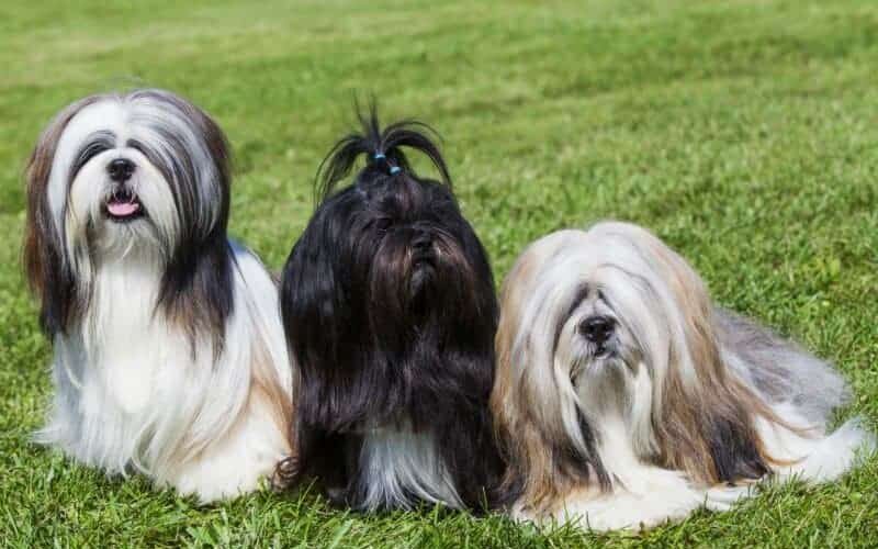 Confira 5 tipos de tosa para Lhasa Apso