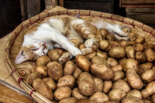 Gato pode comer batata ou batata-doce?