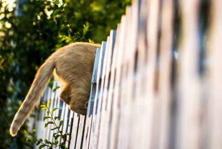 O gato sumiu. E agora, o que fazer?