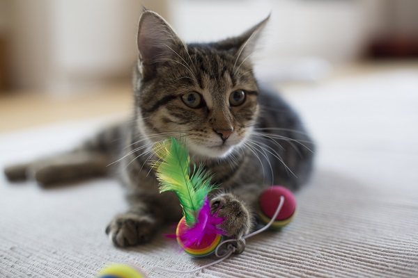 Pet Friday, da Petlove: brinquedos baratos para gatos!