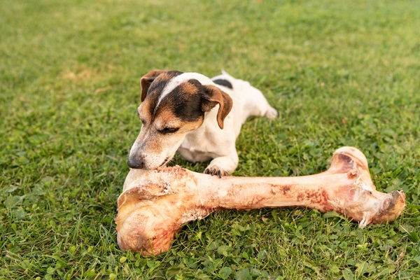 Pode dar osso para o cachorro?