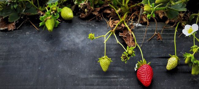 Quiz – Você sabe como plantar essas frutas em vaso?