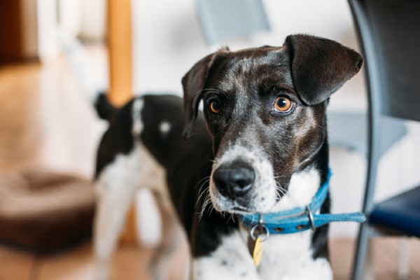 Sete fatos sobre o cão SRD