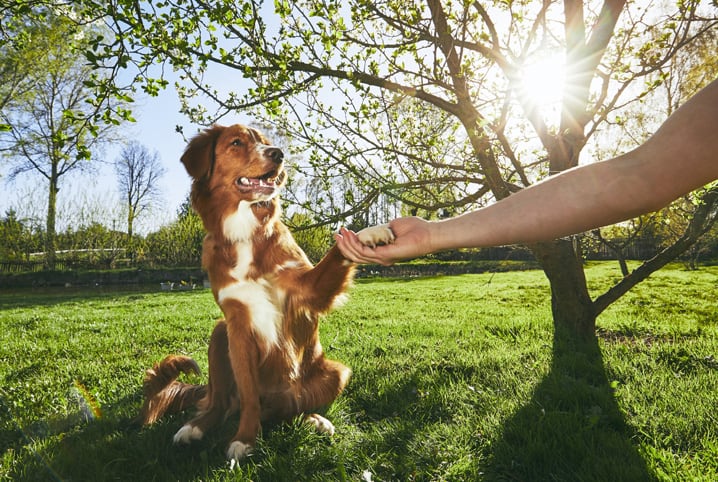 Veja curiosidades incríveis sobre as patinhas de cachorro