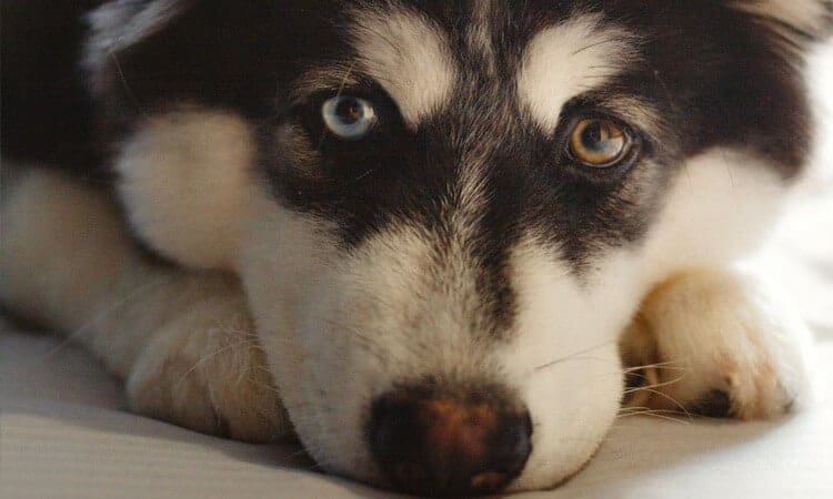 Aprenda a reconhecer a convulsão em cachorro