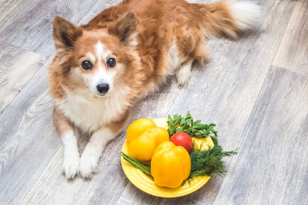 Cachorro pode comer pimentão?