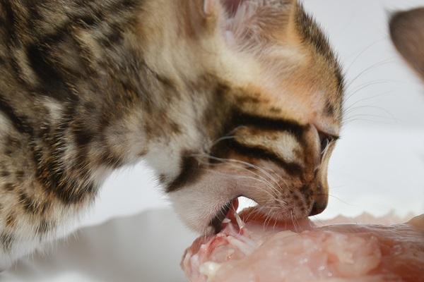 Gato pode comer frango?