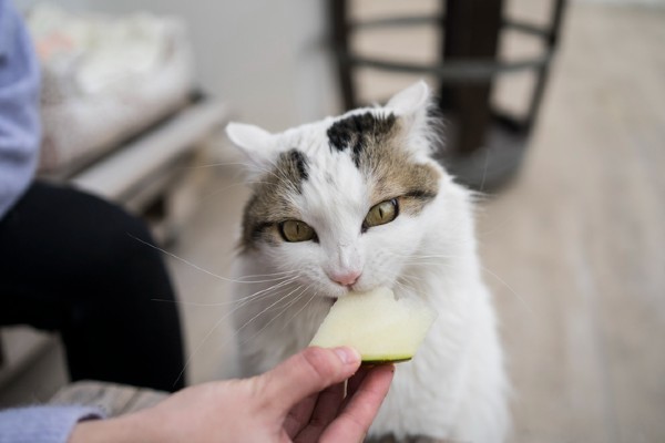 Gato pode comer melão? Saiba se a fruta está permitida