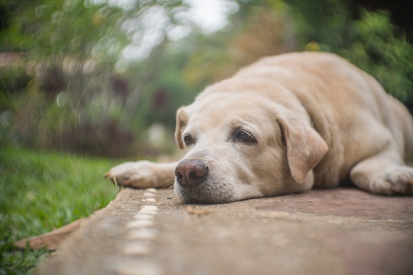 Pets que ficaram órfãos na pandemia lotam abrigos no País