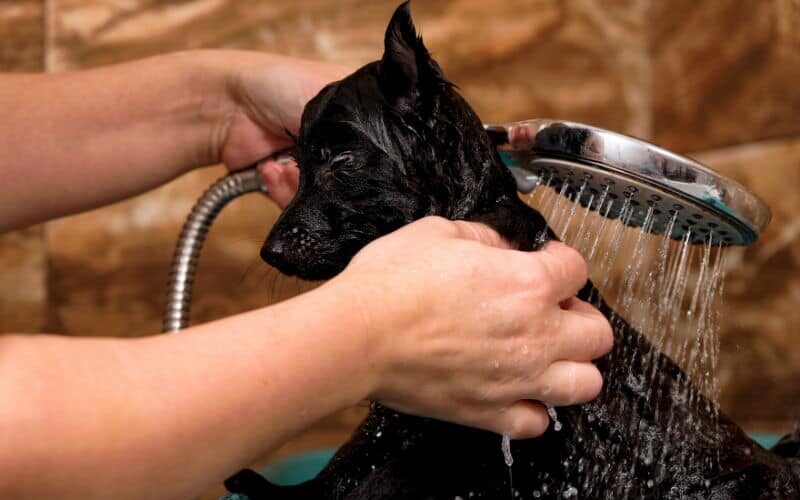 Pode dar banho em cachorro com sabão de coco?