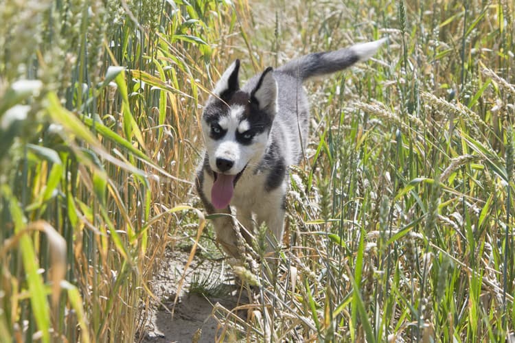 Quais são as cores do Husky Siberiano?