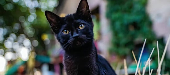 Quiz – Você sabe tudo sobre gatos castrados?